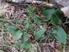 Chiloglottis grammata