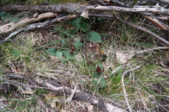 Chiloglottis grammata