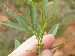 Argyrolobium