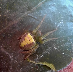 Araneus unanimus