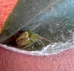 Araneus unanimus