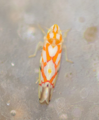 Erythroneura acuticephala