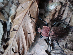 Carabus ulrichii