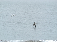 Larus argentatus image
