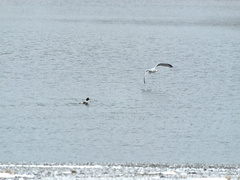 Larus argentatus image