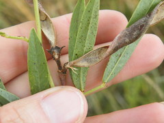 Argyrolobium