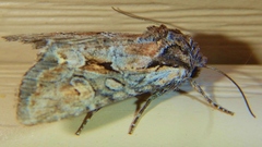 Lacinipolia sareta
