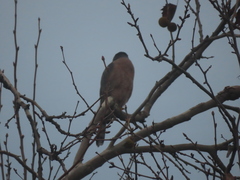 Accipiter cooperii