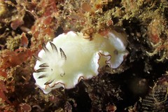 Glossodoris angasi