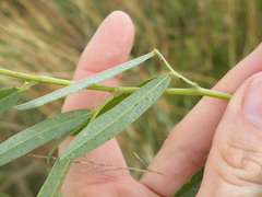 Argyrolobium