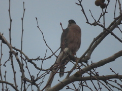 Accipiter cooperii