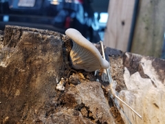 Pleurotus ostreatus