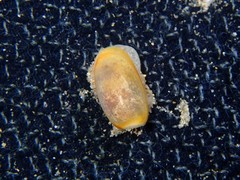 Cylichnatys campanula