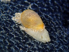 Cylichnatys campanula