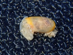 Cylichnatys campanula