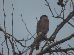 Accipiter cooperii