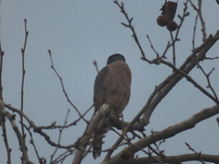 Accipiter cooperii