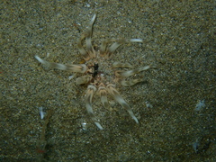 Haloclavidae