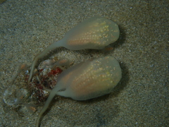 Sycozoa