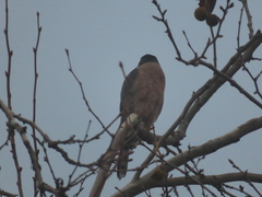 Accipiter cooperii
