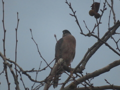 Accipiter cooperii