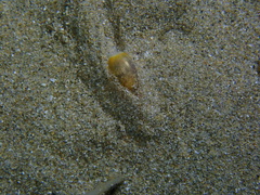 Cylichnatys campanula