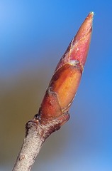 Amelanchier × intermedia