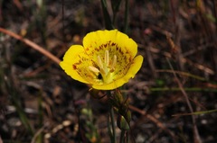 Calochortus luteus