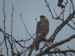 Accipiter cooperii