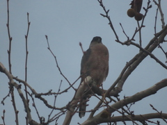 Accipiter cooperii