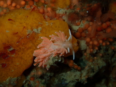 Phyllodesmium serratum