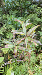 Myrsine salicina