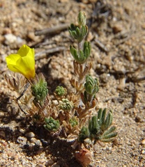 Leptosiphon chrysanthus