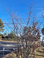 Amelanchier × intermedia