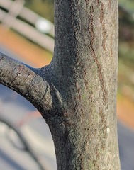 Amelanchier × intermedia