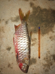Brycinus macrolepidotus
