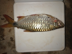 Brycinus macrolepidotus