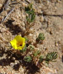 Leptosiphon chrysanthus