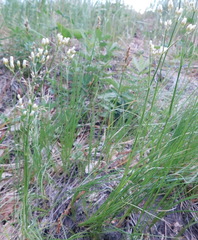 Eremogone longifolia