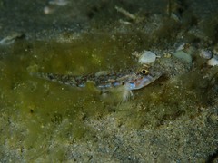 Nesogobius