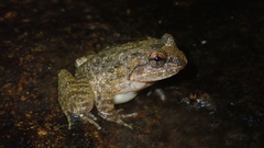 Quasipaa exilispinosa