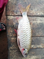 Brycinus macrolepidotus