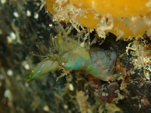 Synalpheus tumidomanus observed 2021-10-23