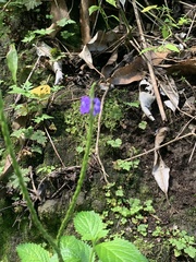 Stachytarpheta urticifolia