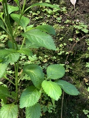 Stachytarpheta urticifolia