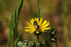 Acmaeodera retifera