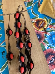 Erythrina herbacea