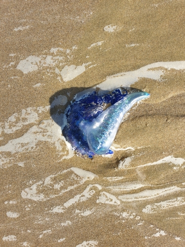 photo of Portuguese Man O' War (Physalia physalis)