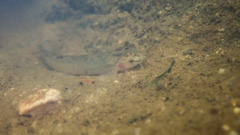 Oreonectes platycephalus