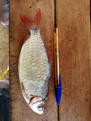 Brycinus imberi